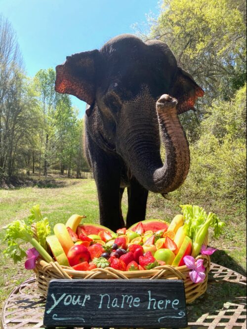 Fruit Basket