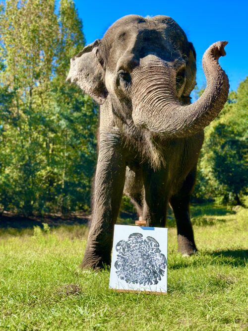Elephant Foot Prints - Image 5